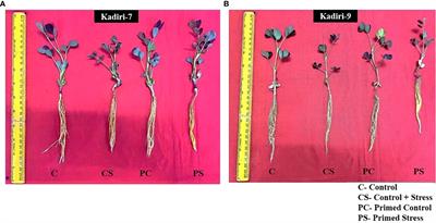 Melatonin induces drought tolerance by modulating lipoxygenase expression, redox homeostasis and photosynthetic efficiency in Arachis hypogaea L